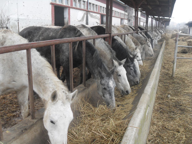 Опстаће чувена ергела Вучијак